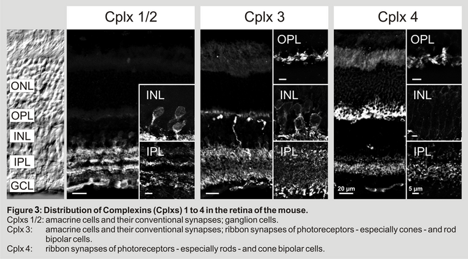Figure 3: Distribution of Complexins (Cplxs) 1 to4 in the retina of the mouse